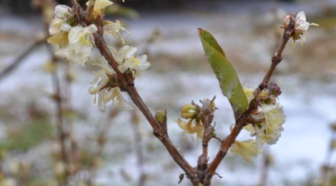 Winter Jasmine