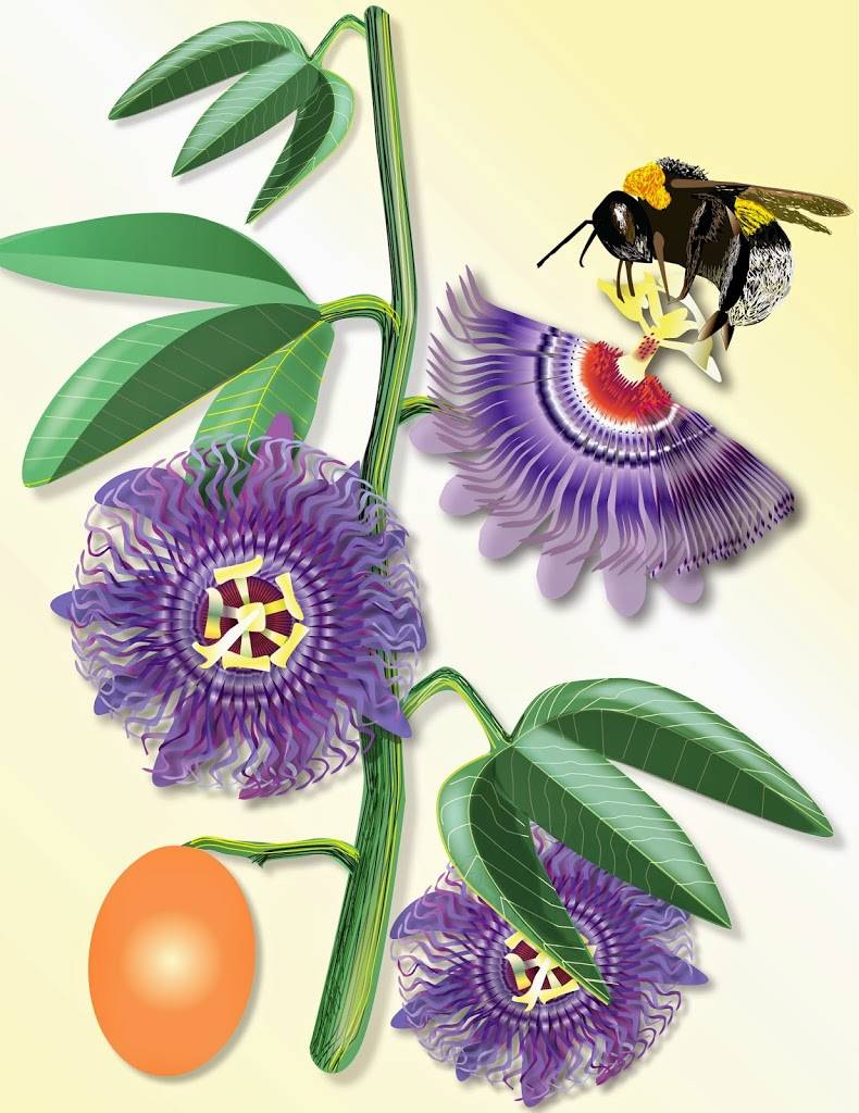 Illustration of generic and custom images: Illustration of generic and custom images: Passionvine and bumble bee created in Illustrator-a series of botanical illustrations for book design.
