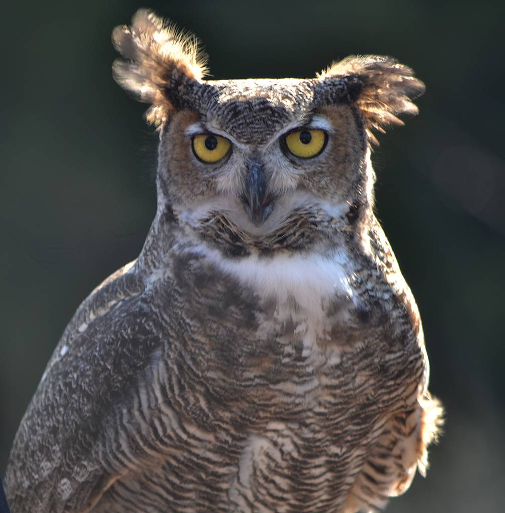 Great Horned Owl: Visiting Blackland Raptor Center photographs by Artbygordon