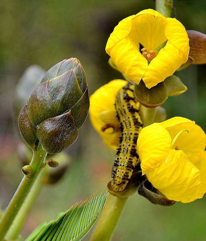Spectacle of Candlestick Plants - Sulphur Caterpillar and buds