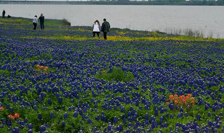 This image has an empty alt attribute; its file name is bluebonnets.jpg