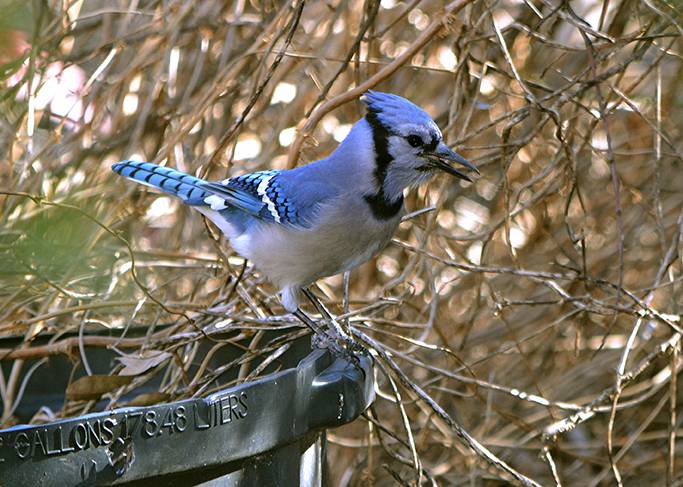 A love of Birds - Bluejays