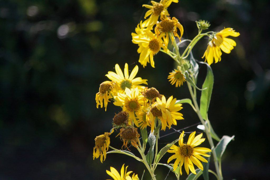 Return to Parkhill Prairie - prairie sunflower