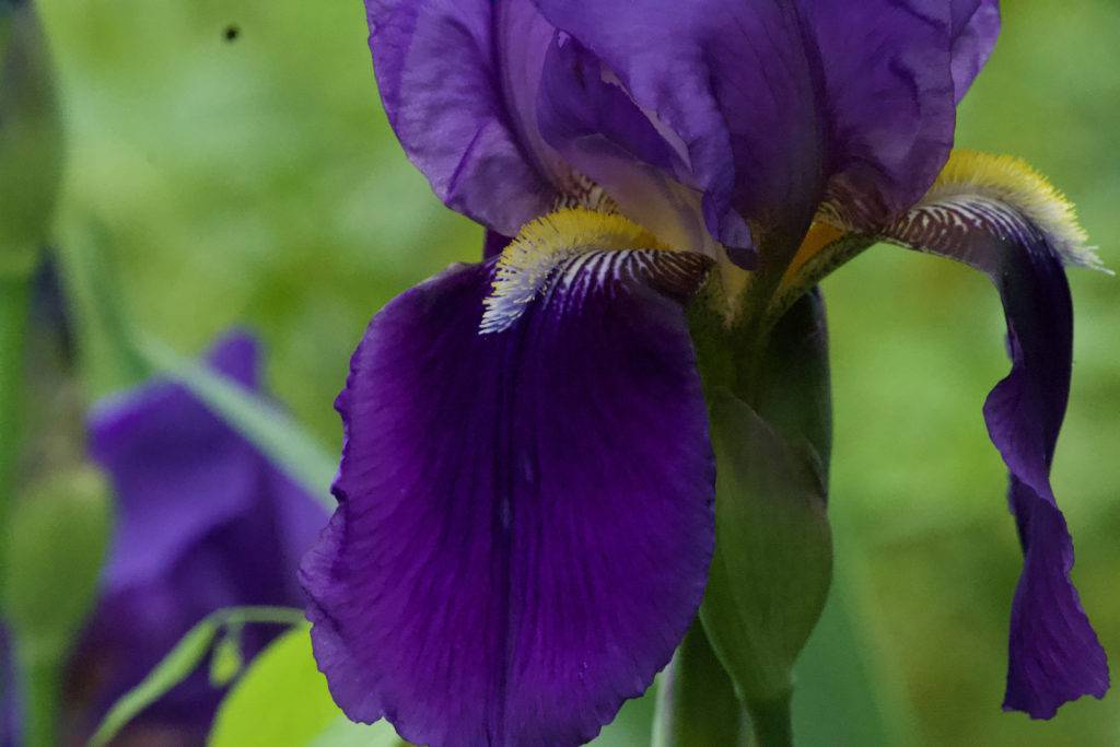 Purple Iris