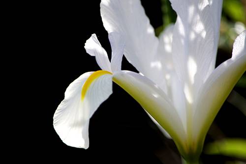 White Iris